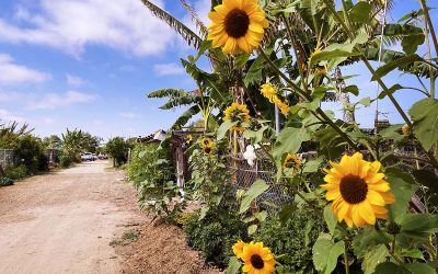 Growing to Preserve Ancestral Seeds: Reviving Traditions, Cultivating Resilience